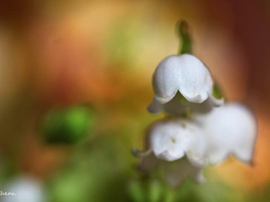 lily of the Valley, Flowers, Spring, White