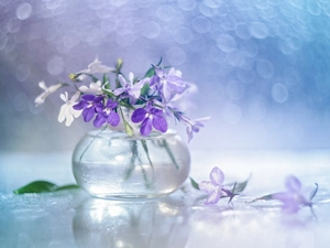 vase, Bokeh, lobelia, Flowers, decoration