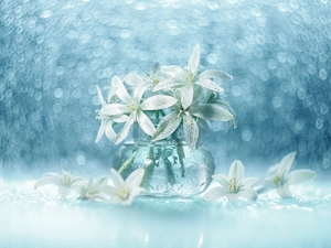 vase, Bokeh, White, Flowers, Ornithogalum