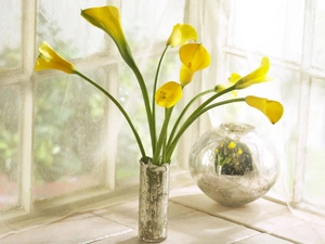 Vase, Yellow, Calla