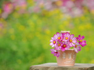 vase, Pink, Cosmos