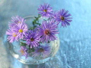 decoration, purple, vase, Astra
