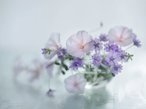 glass, vase, geranium, Flowers, bindweed
