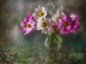 Cosmos, Vase, Pink, Flowers, White