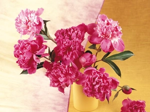 Pink, Yellow, vase, Peonies