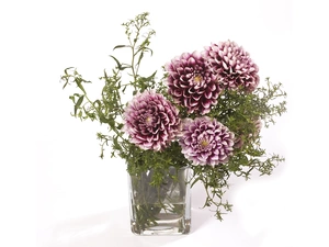 purple, dahlias, Vase, White