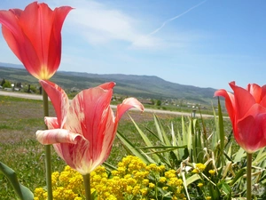 VEGETATION, Meadow, Tulips