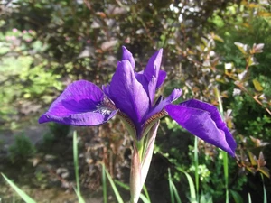 Veined, Violet, Iris