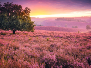 Sunrise, trees, Netherlands, Fog, Province of Gelderland, heathers, heath, Veluwezoom National Park