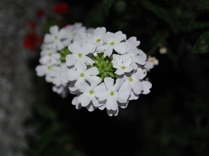 Verbena garden