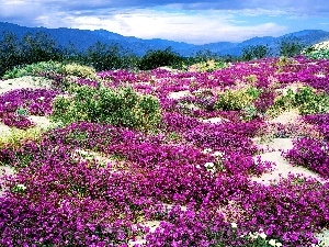verbena, Mountains, Pink