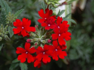 red hot, Verbena garden