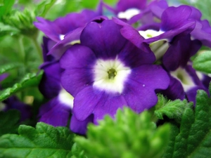 Violet, verbena