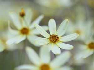 Coreopsis Verticillata, Yellow, Colourfull Flowers