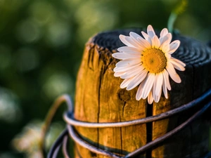 daisy, trees, viewes, trunk