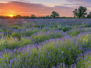 Field, Sunrise, trees, viewes, lavender, clouds