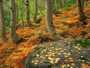 viewes, fern, Stones, trees, forest