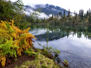Fog, River, viewes, fern, trees, Mountains