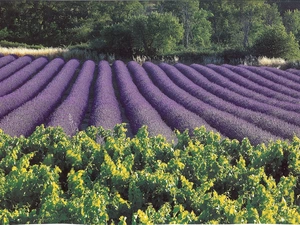 Field, trees, viewes, lavender