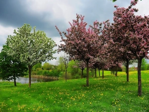 trees, Pond - car, Flowers, flourishing, Meadow, viewes, Spring