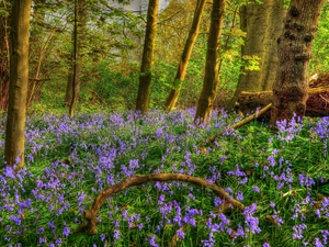 trees, viewes, Flowers, ringtones, forest