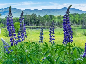 lupins, purple, trees, viewes, Mountains, Flowers