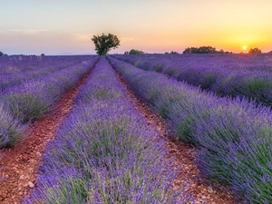 trees, viewes, lavender, Sunrise, Field