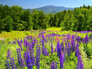 Meadow, trees, viewes, lupine