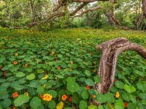 Leaf, Flowers, trees, viewes, forest, nasturtiums