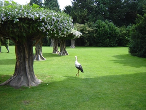 trees, viewes, Park, Surfinie, stork