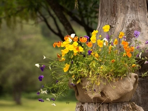 trunk, basket, viewes, Park, trees, pansies