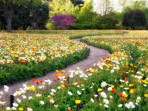 Park, trees, viewes, papavers