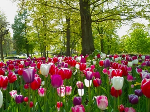 Park, trees, viewes, Tulips