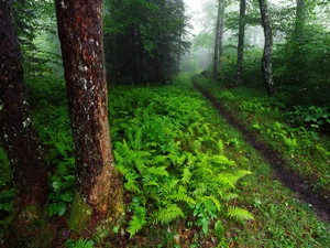 Bush, trees, Path, viewes, forest, fern, Fog