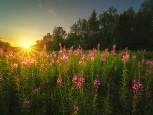 trees, Flowers, Sunrise, Lythrum Salicaria, Meadow, viewes, rays of the Sun