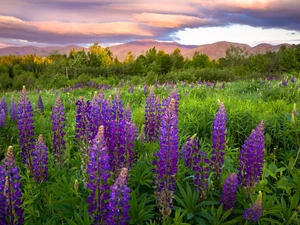 viewes, Sky, Mountains, trees, lupine