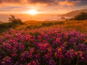 viewes, Coast, Flowers, Fog, lupine, sea, Meadow, clouds, Sunrise, trees