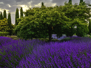 trees, lavender, clouds, viewes