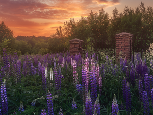 lupine, Meadow, trees, Flowers, Great Sunsets, fence, viewes