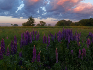 clouds, trees, Violet, viewes, Meadow, Flowers, lupine