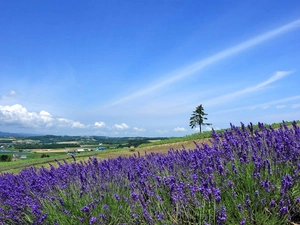 Narrow-Leaf Lavender, medows, village