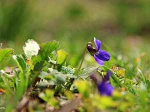 Viola odorata, grass