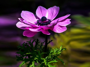 Violet, Poppy Anemone