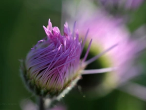 Violet, Aster, bud