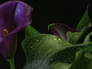 Violet, Common Calla