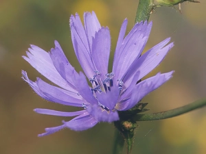 Violet, chicory