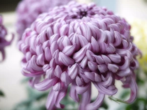 Violet, chrysanthemum