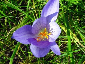 Violet, colchicum