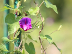 Colourfull Flowers, bindweed, Violet