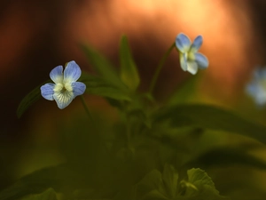 Colourfull Flowers, blue, violet